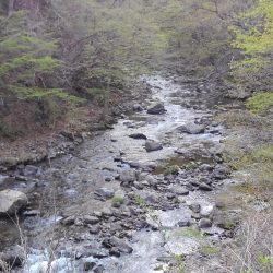 渓流ミノーイング ～長良川水系～